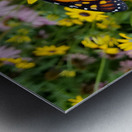 Monarch & Black Eyed Susan Metal print