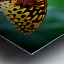 Butterfly On Thistle Metal print