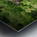 Velvet Buck Metal print