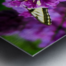 Swallowtail On Lilacs Metal print