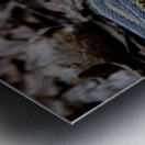 Garter Snakes Metal print