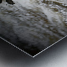 Stonefly Shucks Metal print