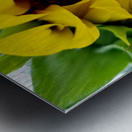 Sunflower Peek Metal print
