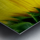 Sunflower Portrait 1 Metal print