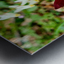 Red Trillium And Dutchmans Breeches Metal print