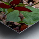 Trillium Metal print