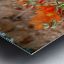 Orange Flowers Metal print