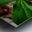 White Trillium Bud Metal print