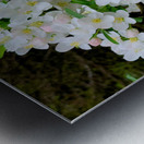 Apple Blossoms Metal print