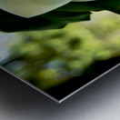 Magnolia Flower Metal print