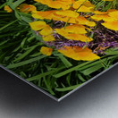 California Poppies Metal print