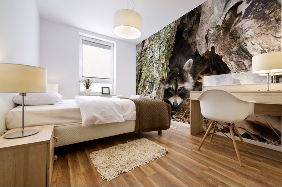 Racoon Kit Mural print