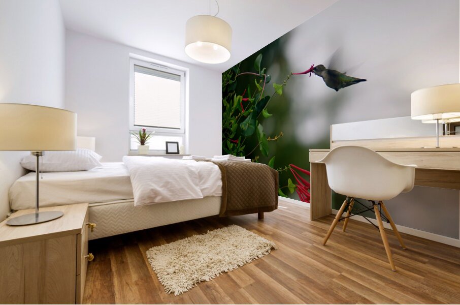 Nectaring Hummingbird Mural print