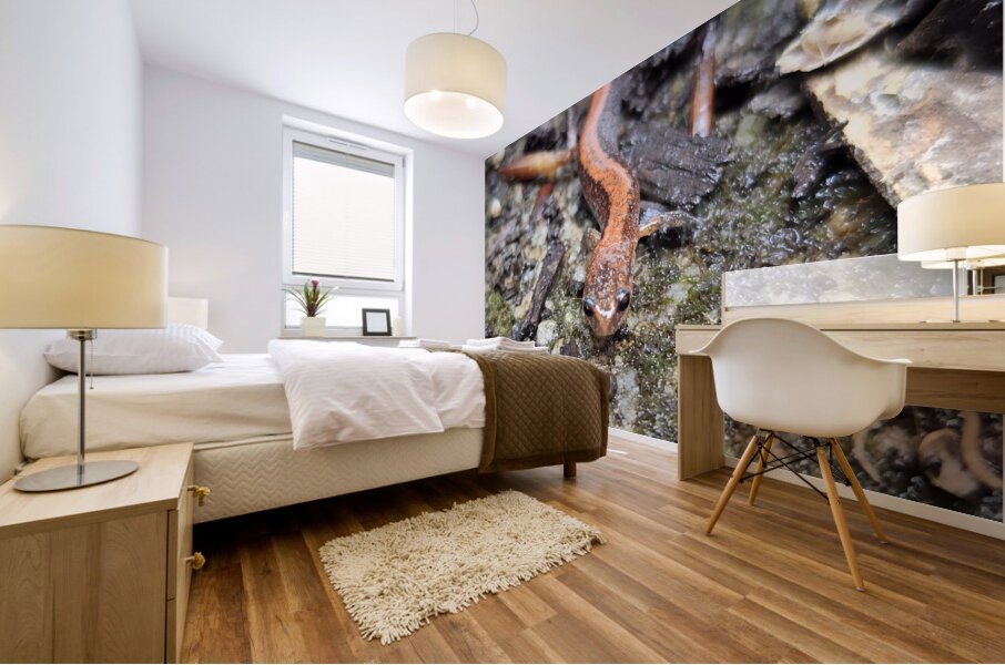 Redback Salamander Mural print