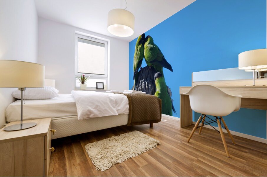 Nanday Parakeets Mural print