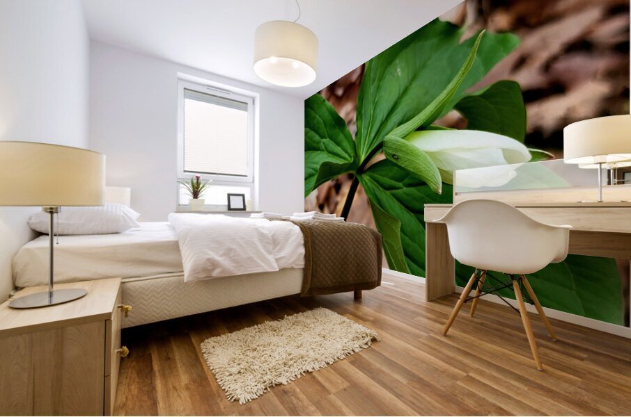 White Trillium Bud Mural print