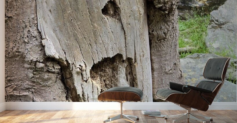 Faces Of The Smokies 4 Wall Murals