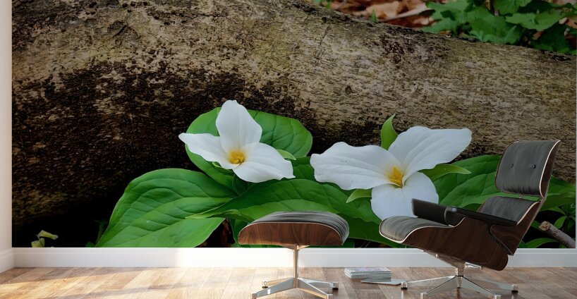 Trillium Duo Wall Murals