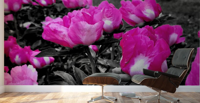 Pink Peonies Wall Murals