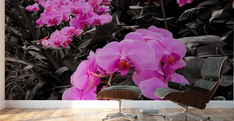 Orchids 2 Wall Murals
