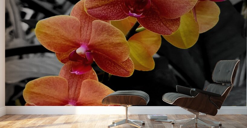 Orchids 4 Wall Murals