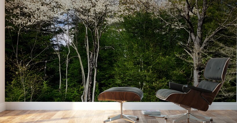 Gallitzin State Forest Wall Murals