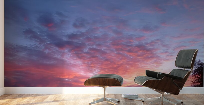 Pink In The Morning Wall Murals