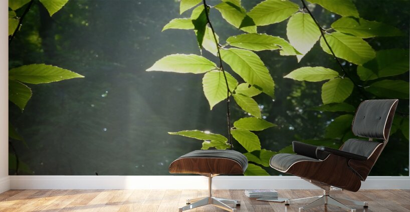 Beech Trees Wall Murals