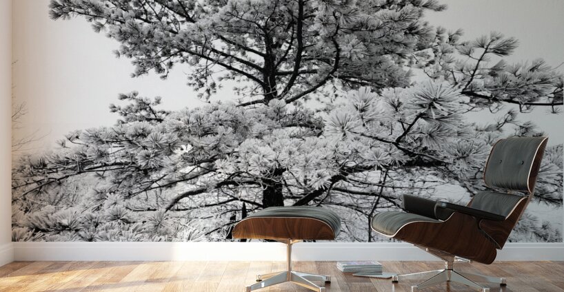 Snowy White Pine Wall Murals