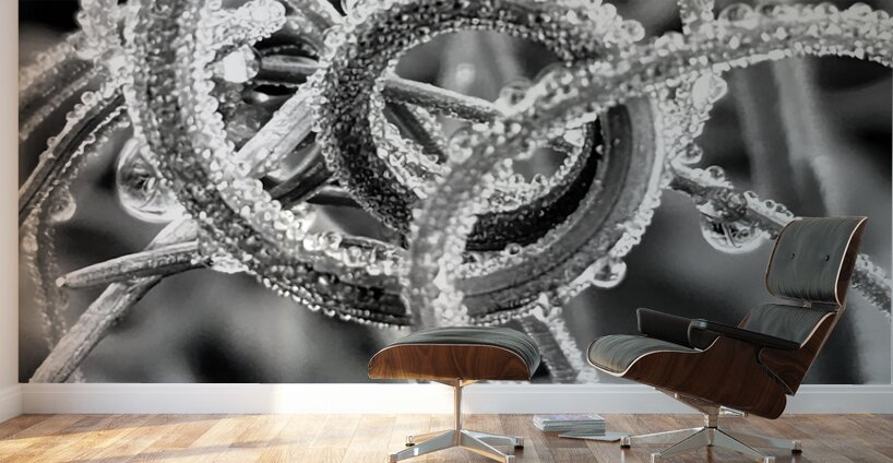 Natural Curl Wall Murals