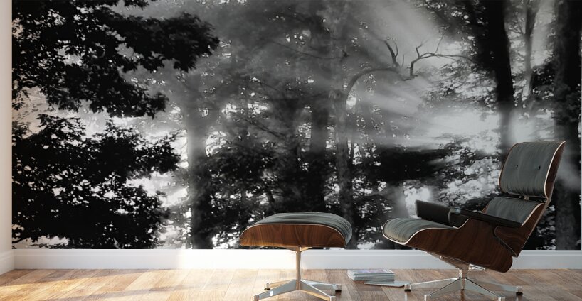 Misty Morning Rays Wall Murals