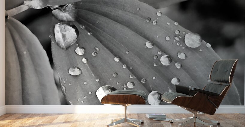 Raindrops Wall Murals