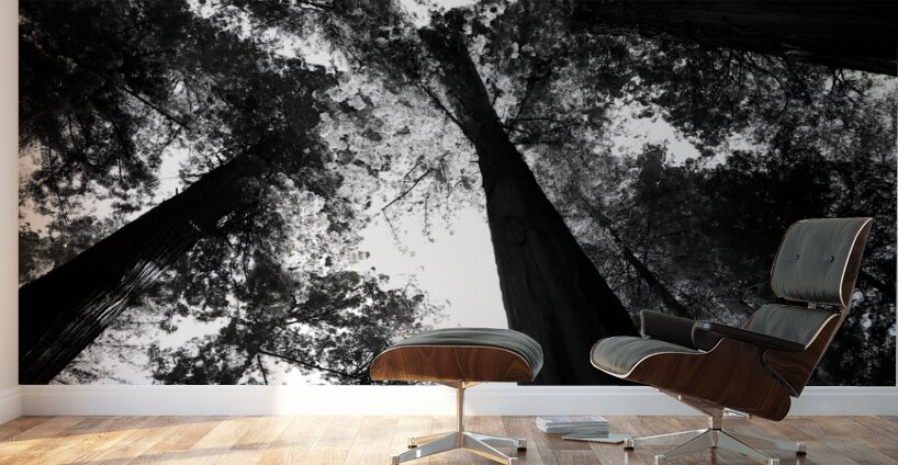 Redwoods Wall Murals