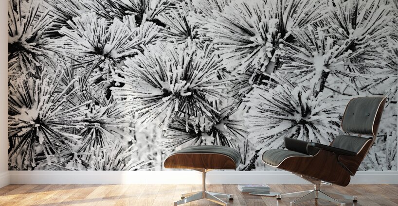 Snowy Conifer Wall Murals