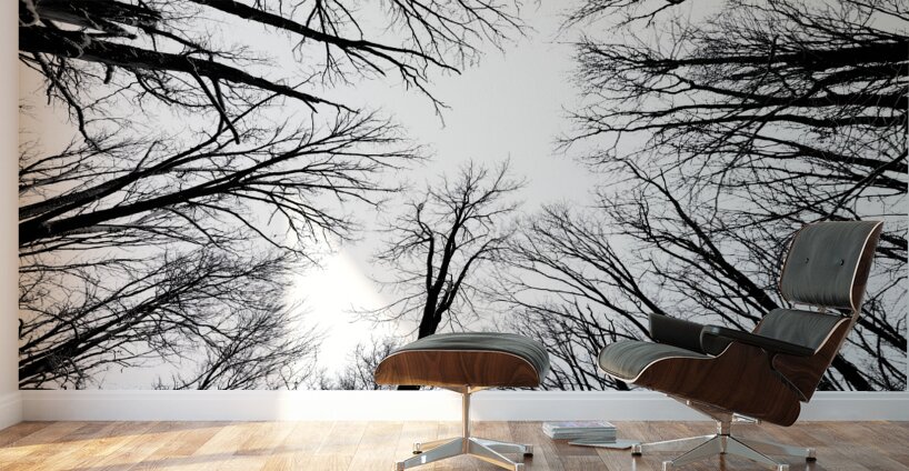 Winter Canopy Wall Murals