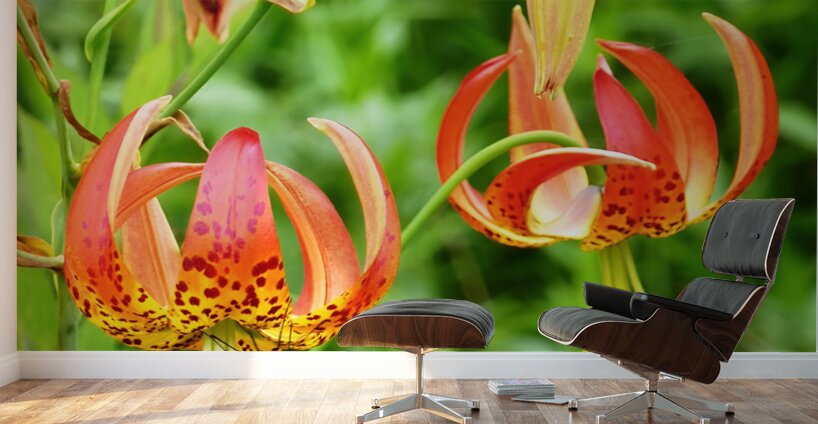 Black Swallowtail On Turks Cap Wall Murals