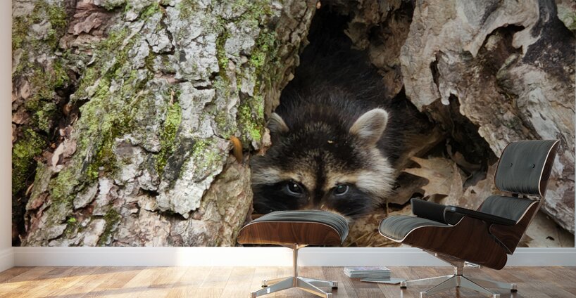 Racoon Kit Wall Murals