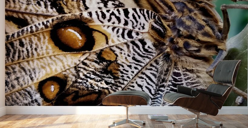 Owl Butterfly Wall Murals