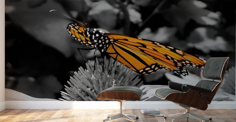Monarch Highlight Wall Murals