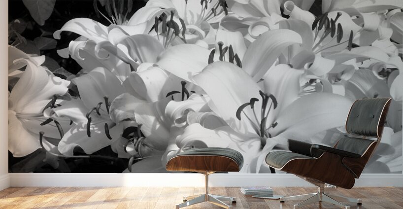 Lilies Wall Murals