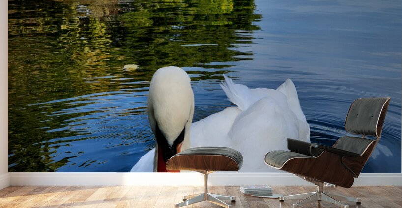 Swan 2 Wall Murals