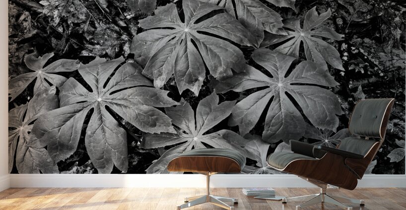 Mayapples Wall Murals
