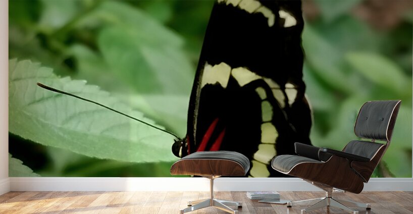 Butterfly Wall Murals