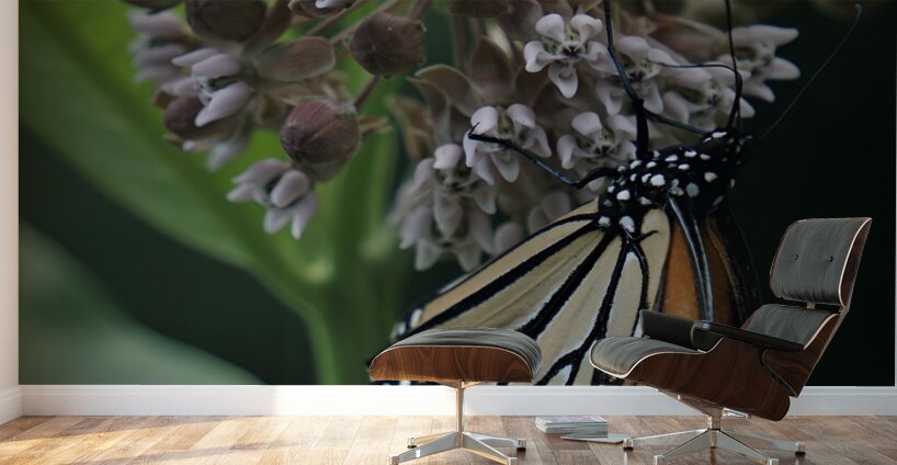 Monarch On Milkweed Wall Murals