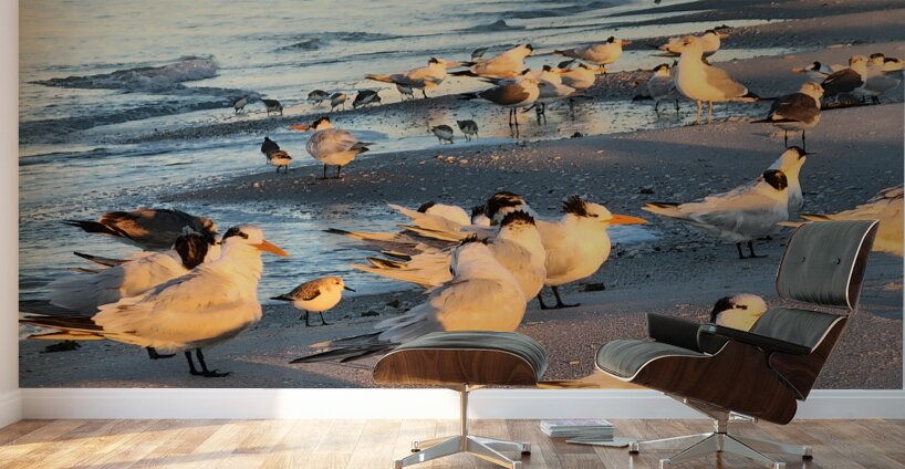 Gulls & Terns Wall Murals