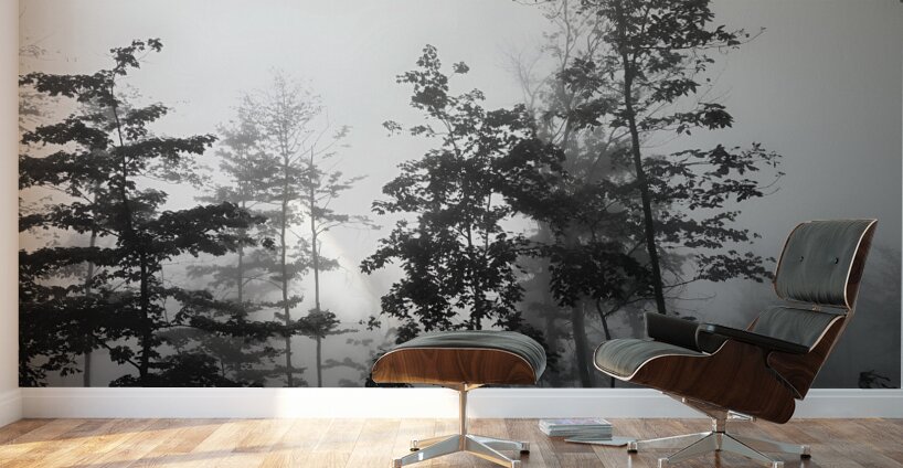 Misty Morning Wall Murals
