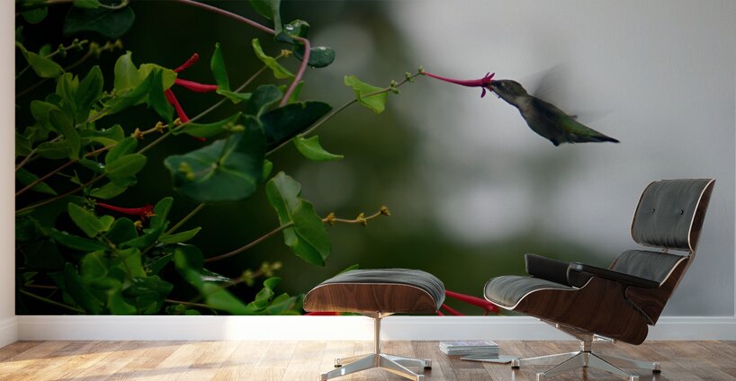 Nectaring Hummingbird Wall Murals