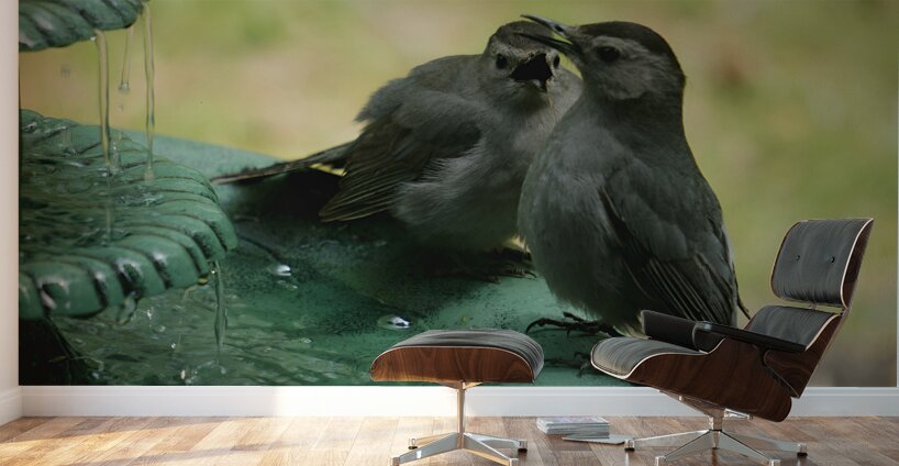 Catbird Scolding Wall Murals