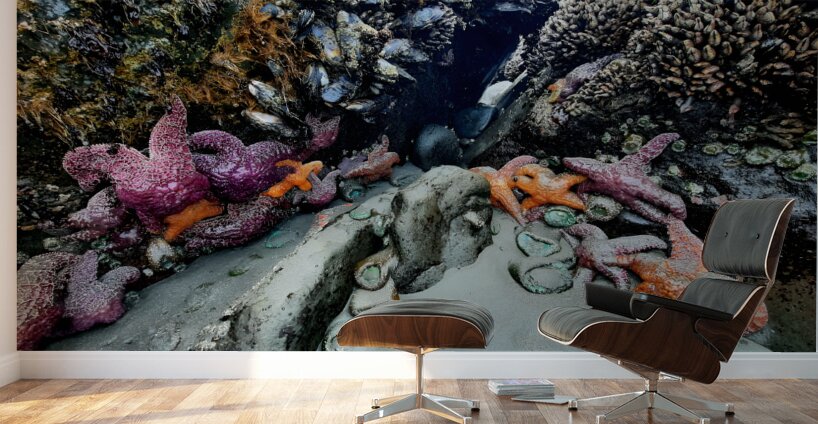 Tidal Pool 2 Wall Murals