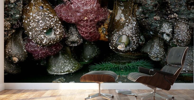 Tidal Pool 5 Wall Murals